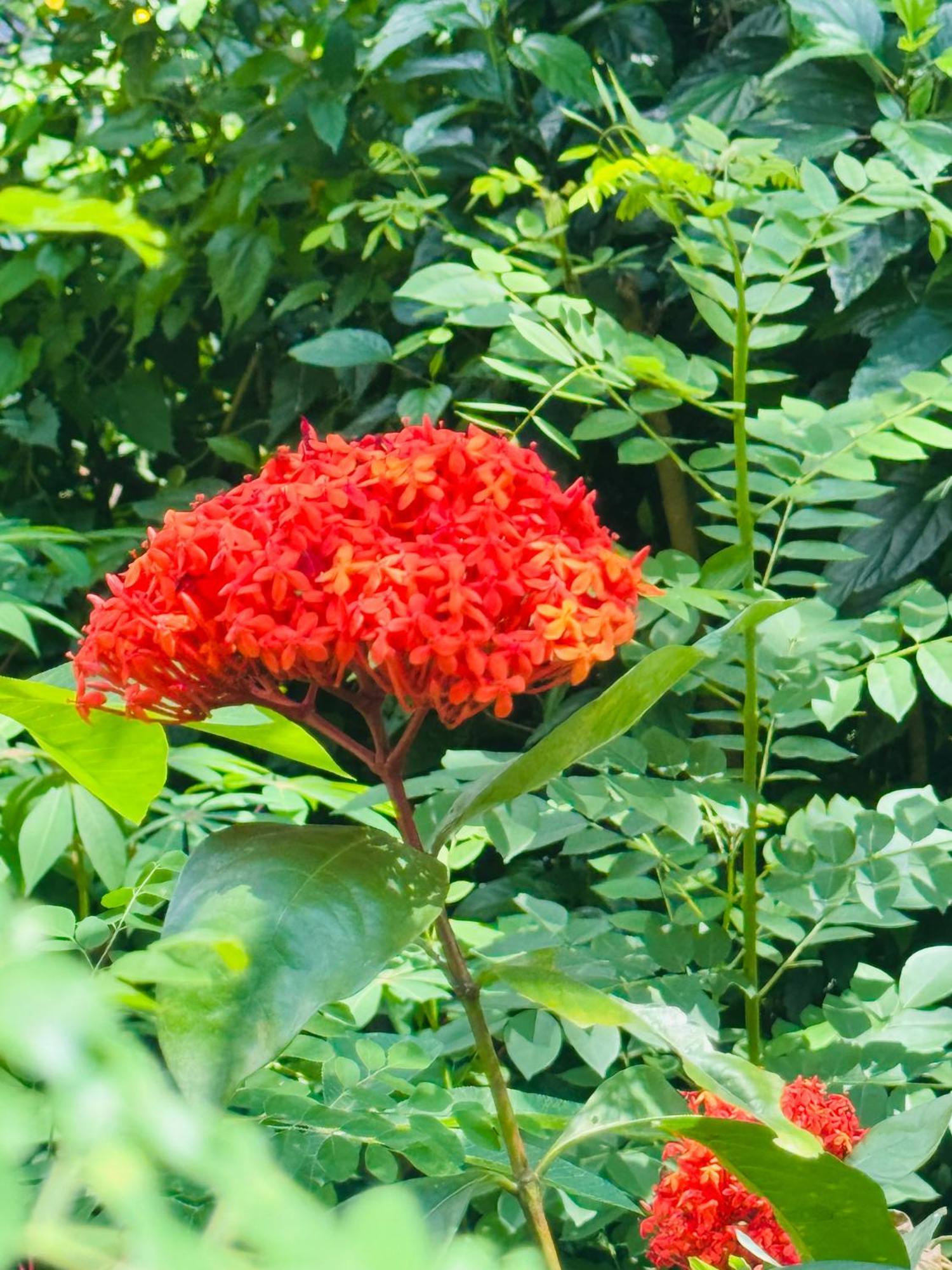 River Splendour Home Stay เอลลา ภายนอก รูปภาพ